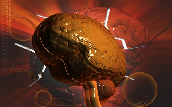 Menschliches Gehirn Denkorgan — Stockfoto