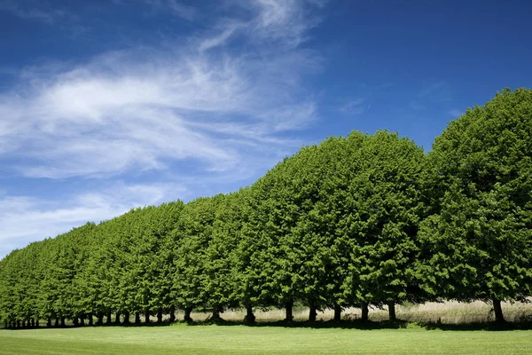 Árvore Uma Fileira Com Céu Azul Verão — Fotografia de Stock