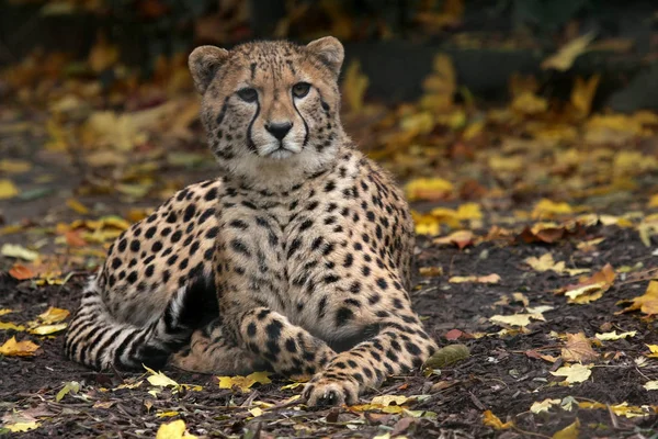 Cheetah Cat Wild Animal — Stock Photo, Image