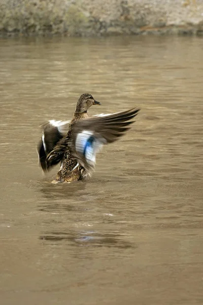 Bird Watching Uccello Carino Natura Selvaggia — Foto Stock