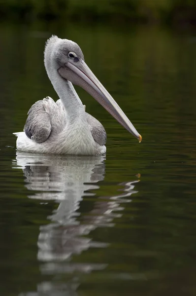 Reflexão Pelicano Água — Fotografia de Stock