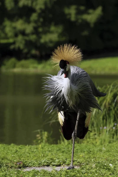 Malowniczy Widok Piękny Koronowany Ptak Żuraw — Zdjęcie stockowe