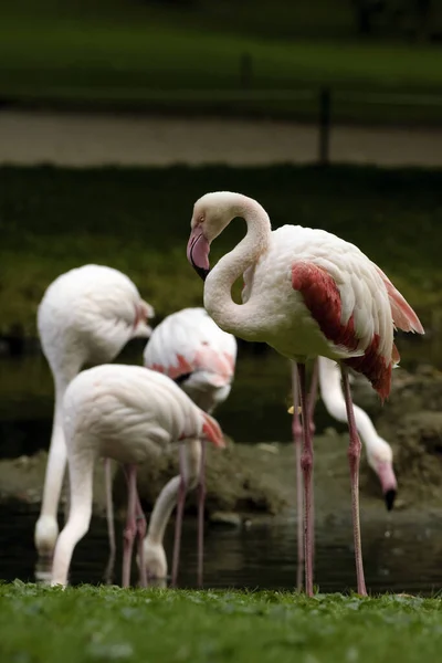 Rosa Flamingos Fundo Natural — Fotografia de Stock