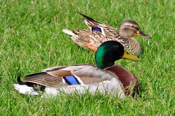 Aussichtsreiche Aussicht Auf Schöne Vögel Der Natur — Stockfoto