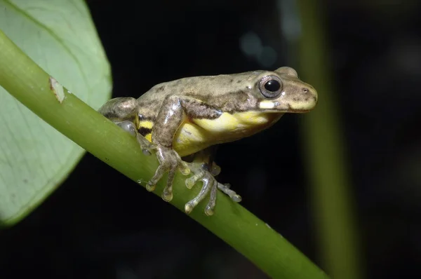 Grenouille Dans Eau — Photo