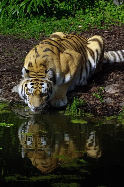 Tiger Drinking Lake — Stock Photo, Image