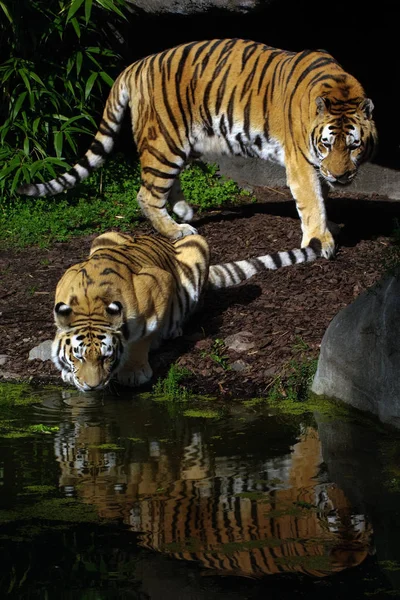 Jaguar Avcısı Büyük Kedi Vahşi Hayvan — Stok fotoğraf