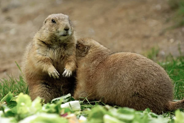 Prairie Dog Animals Fauna Género Cynomys Hamster — Foto de Stock