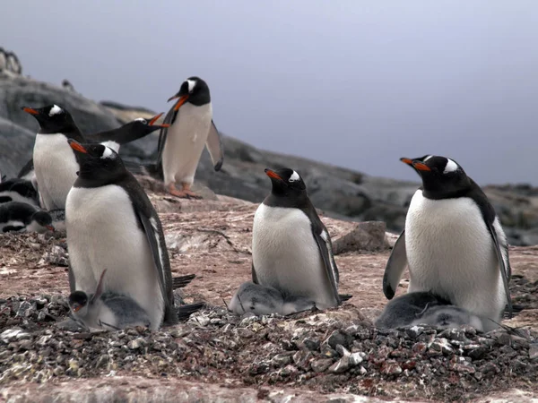 Scenic View Cute Penguin Birds Nature — Stock Photo, Image