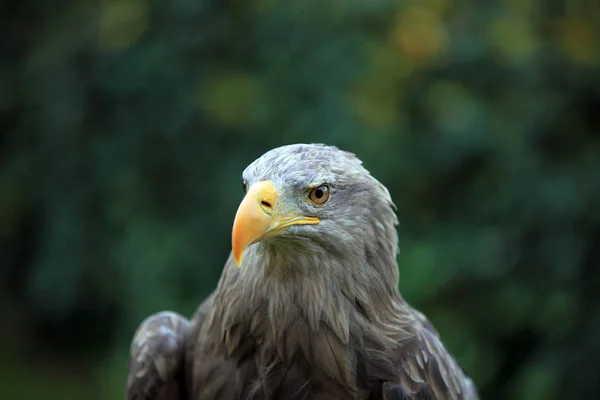 Observación Aves Lindo Pájaro Naturaleza Salvaje — Foto de Stock