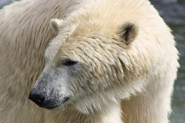 White Polar Bear Predator — Stock Photo, Image