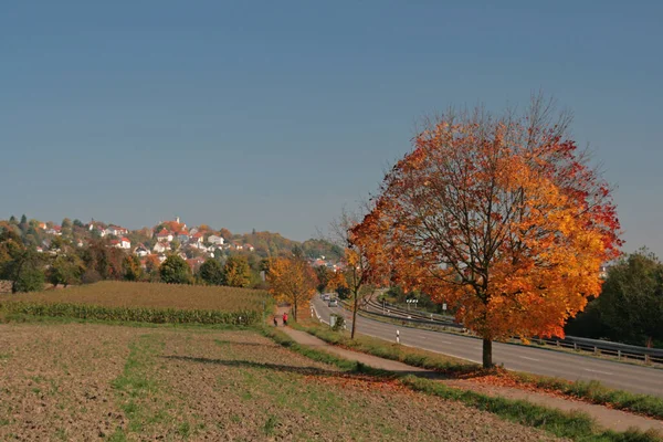 Acero Autunnale Lungo Strada — Foto Stock