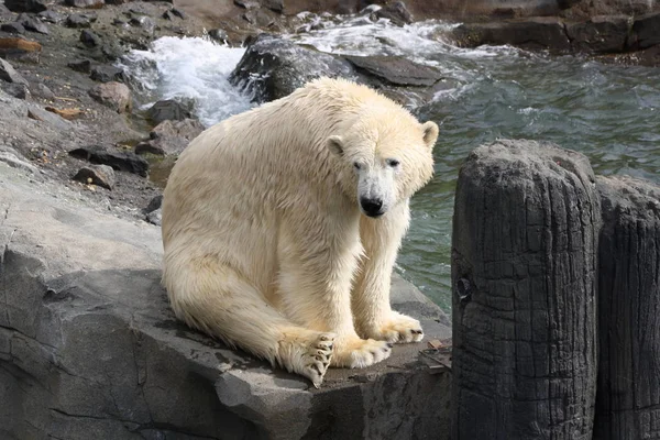 Білий Полярний Ведмідь Хижак — стокове фото