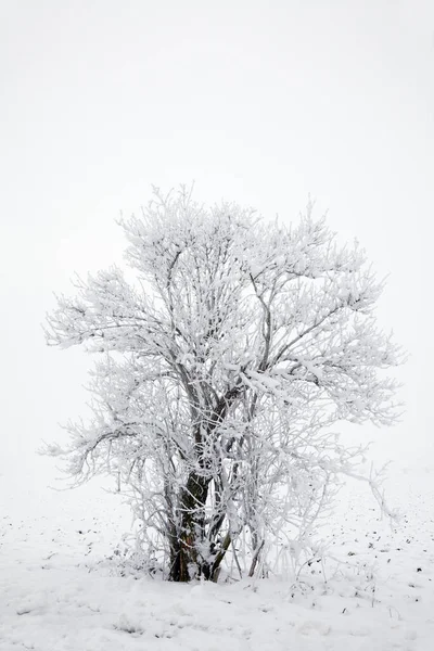 Arbusto Invierno Con Niebla — Foto de Stock