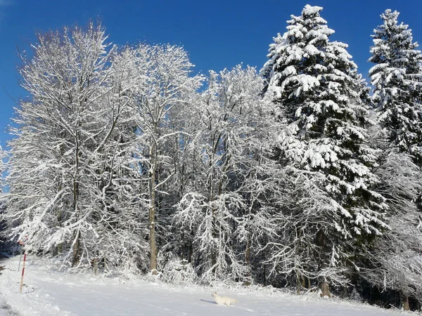 Smuk Udsigt Naturen - Stock-foto