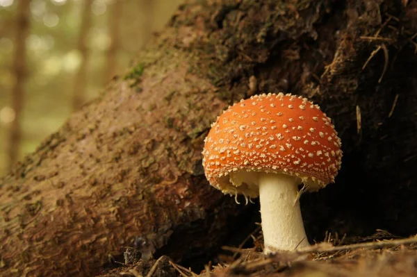 Πετάξει Agaric Στο Δάσος — Φωτογραφία Αρχείου