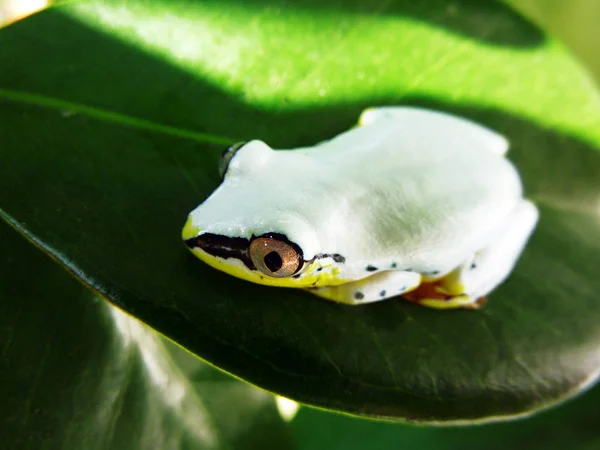 Frog Amphibian Animal Toad — Stock Photo, Image