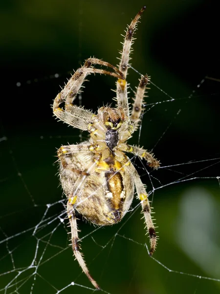 Närbild Insekter Vild Natur — Stockfoto