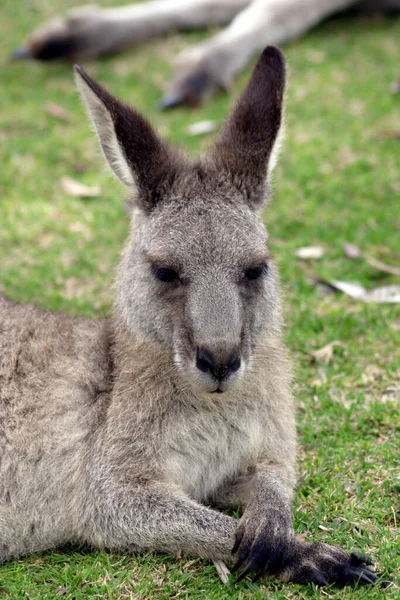 Kenguru Állat Ausztrál Állatvilág — Stock Fotó