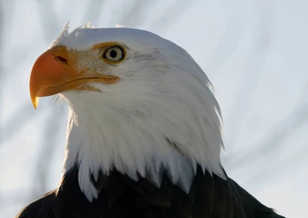 Vacker Utsikt Över Majestätisk Skallig Örn Vild Natur — Stockfoto