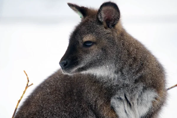 Kangaroo Animal Australian Animal — Stock Photo, Image