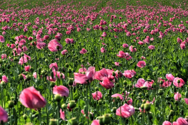 Lila Mohnfeld Campo Flores Papoula Roxa — Fotografia de Stock