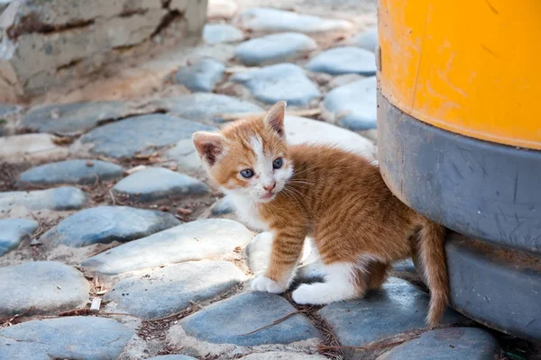 Animais Jovens Foco Seletivo — Fotografia de Stock