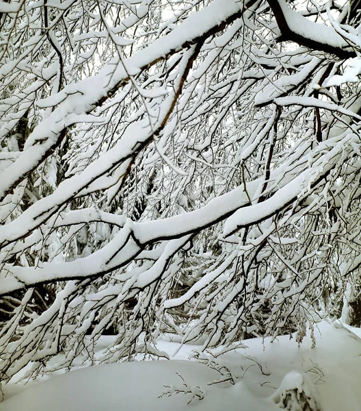 Blick Auf Eine Winterszene — Stockfoto