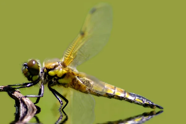 Primo Piano Macro Vista Insetti Libellula — Foto Stock