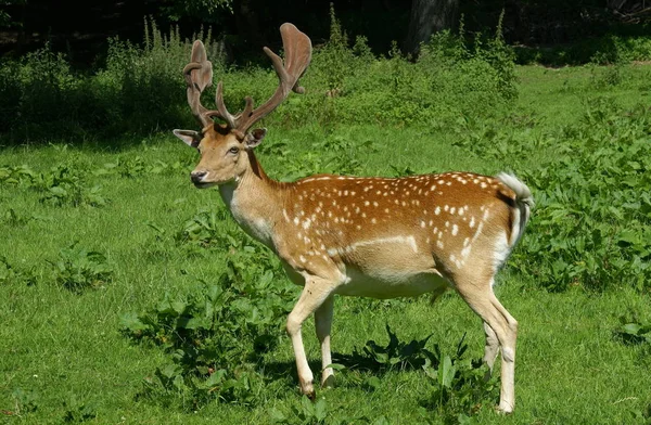 Natur Wildtiere Damhirsche Tiere Tierwelt — Stockfoto