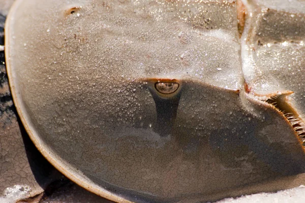 horseshoe crabs horseshoe crab (limulus)