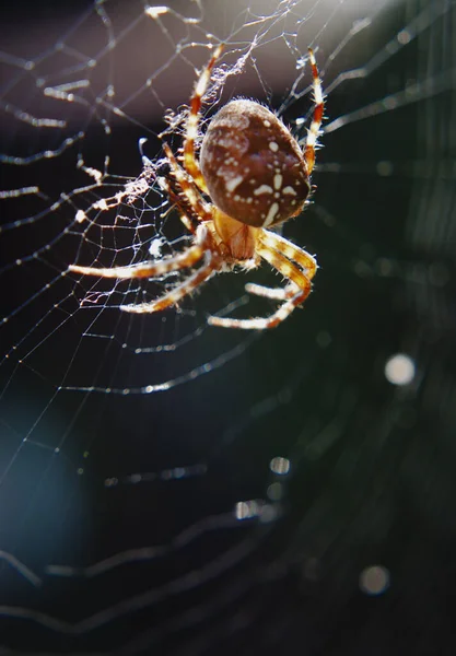 Spider Cobweb Trap Insect Royalty Free Stock Images