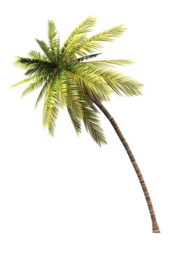 3d coconut palm isolated 02 clipart
