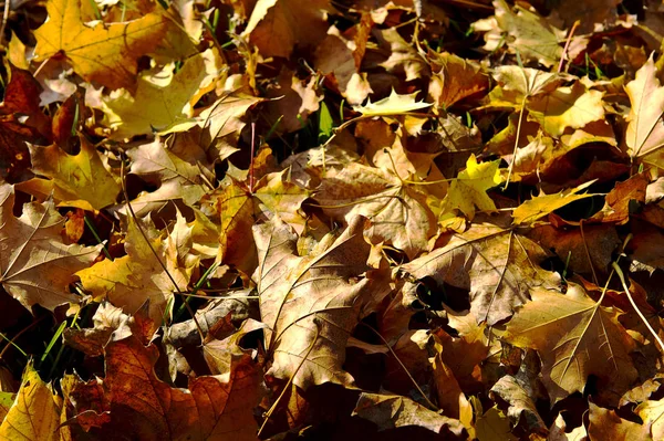 Autumn Leaves Fall Season Flora Foliage — Stock Photo, Image