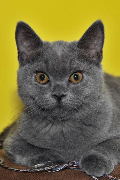 Dit Roxxy Het Kattenmeisje Van Onze Dochter Het Een Mengsel — Stockfoto