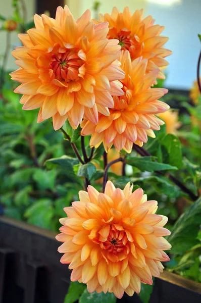 Пелюстки Квітів Літня Флора — стокове фото