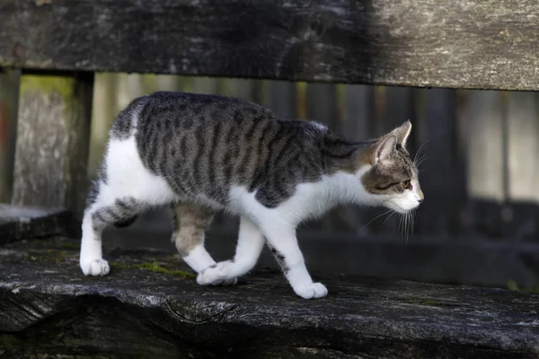 Бегущая Кошка Скамейке — стоковое фото