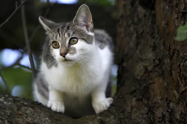 Escalada Gato Árbol — Foto de Stock