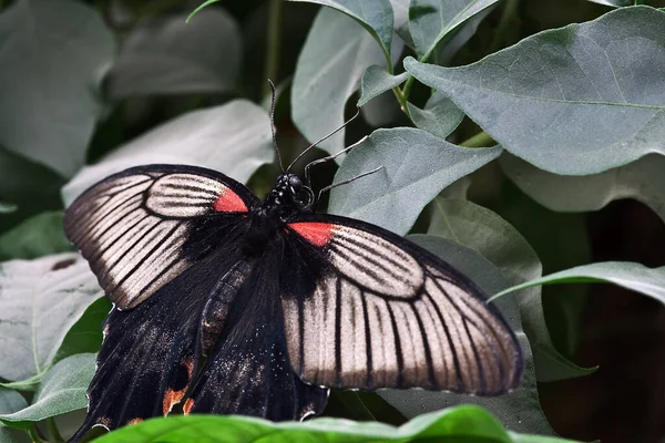 Vue Rapprochée Beau Papillon Coloré — Photo