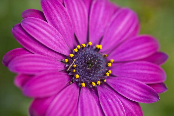 Flores Púrpuras Toscana — Foto de Stock
