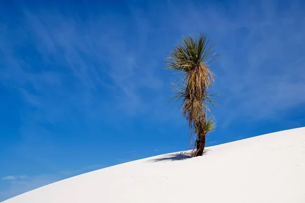 Vue Panoramique Des Dunes Mise Point Sélective — Photo