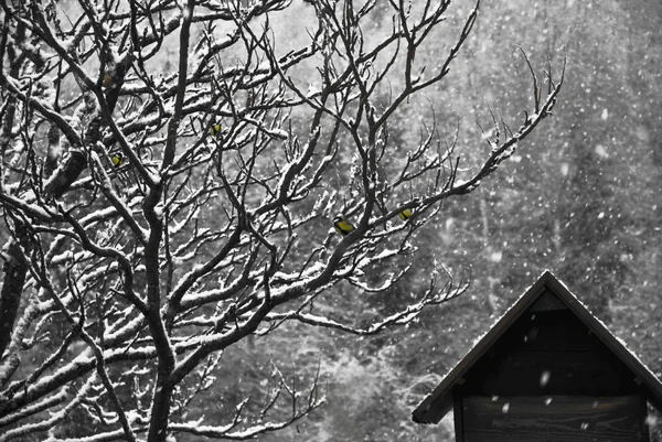 Casa Pássaro Inverno — Fotografia de Stock