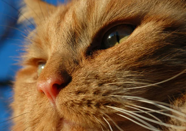 Retrato Gato Bonito — Fotografia de Stock