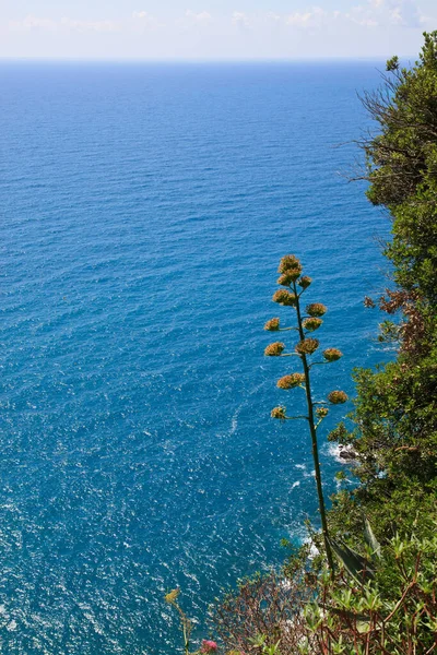 Parque Nacional Cinque Terre Itália — Fotografia de Stock