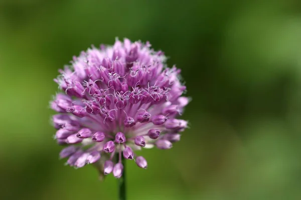 Hermoso Plano Botánico Fondo Pantalla Natural — Foto de Stock