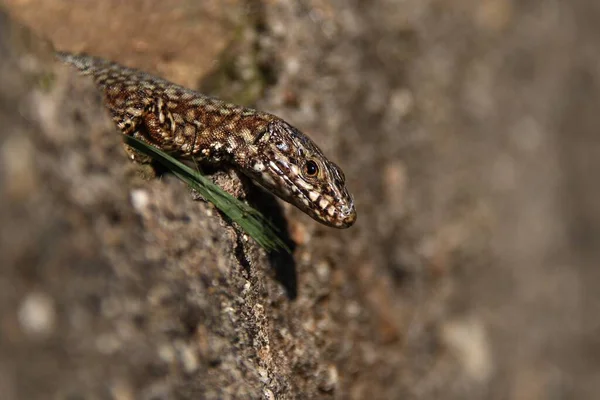 Menutup Dari Kadal Habitat Konsep Keliaran — Stok Foto