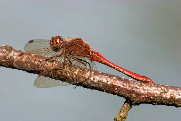 Insetto Libellula Piccolo Insetto Con Ali Natura — Foto Stock