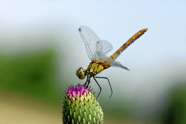 Nahaufnahme Makroaufnahme Von Libelleninsekt — Stockfoto