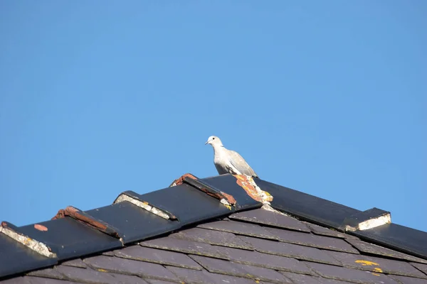 Zeemeeuw Zittend Het Dak — Stockfoto