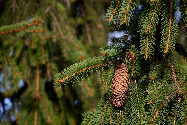 Pine Cones Tree Flora — Stock Photo, Image